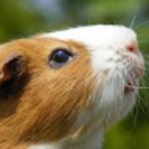 Meet your Posher, Shir-el